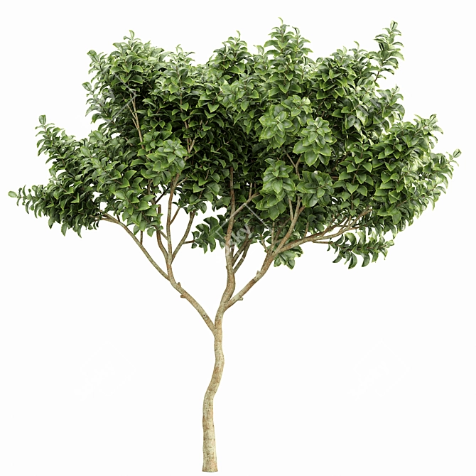 Botanical 3D Tree Models Pack 3D model image 4