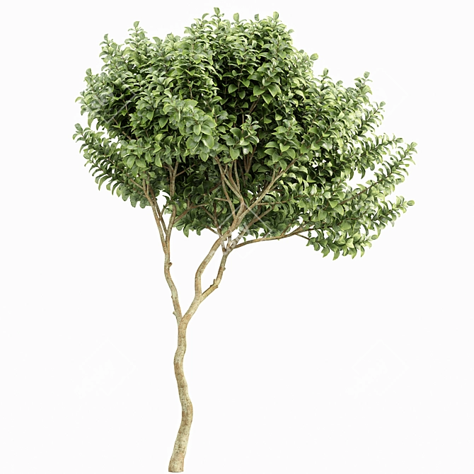 Botanical 3D Tree Models Pack 3D model image 5