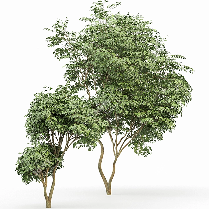 Botanical 3D Tree Models Pack 3D model image 6