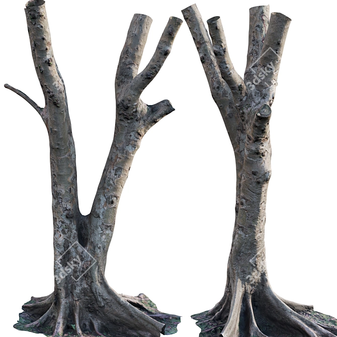 3D Ficus Tree Models Bundle 3D model image 1