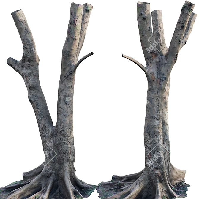 3D Ficus Tree Models Bundle 3D model image 2