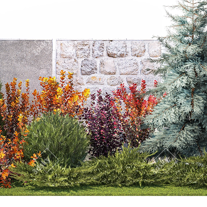 Collection of Large Plants: Thuja, Cypress, Blue Spruce 3D model image 6