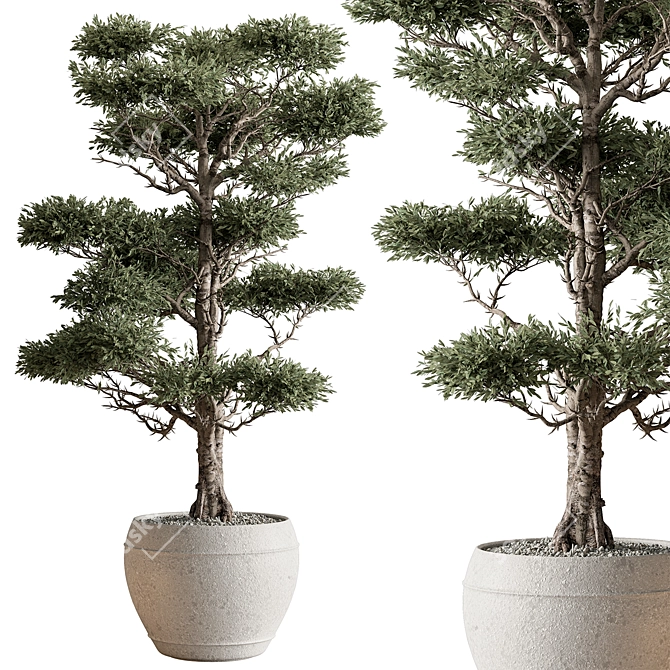 Evergreen Tree in Pot 3D model image 1