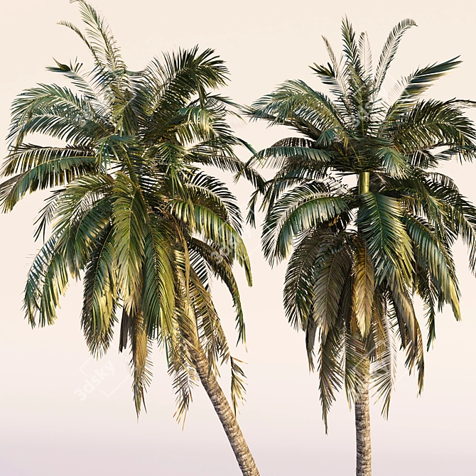 Coconut Palm Trees Set 3D model image 5