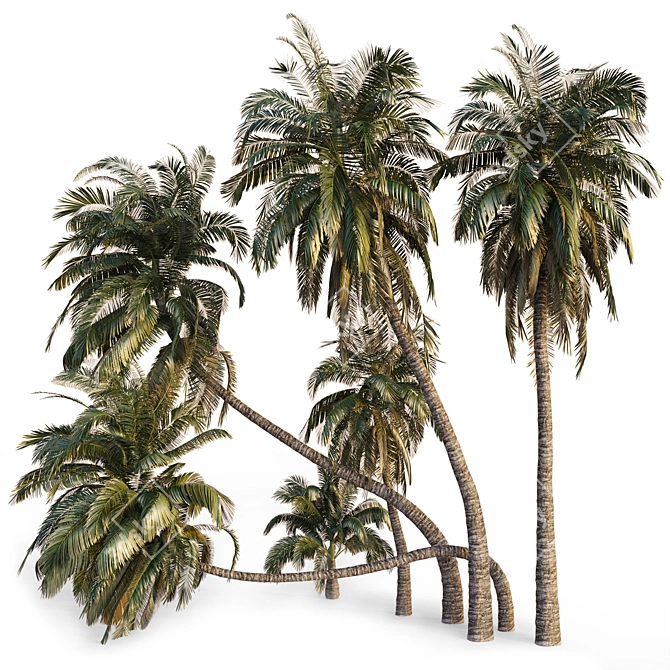 Coconut Palm Trees Set 3D model image 8