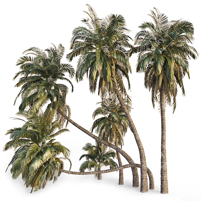 Coconut Palm Trees Set 3D model image 9