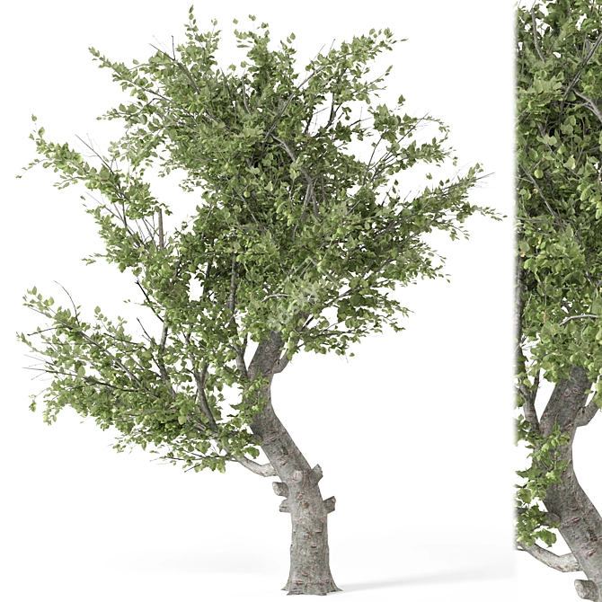  2015 Outdoor Umbrella Tree Model 3D model image 1