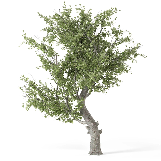  2015 Outdoor Umbrella Tree Model 3D model image 2