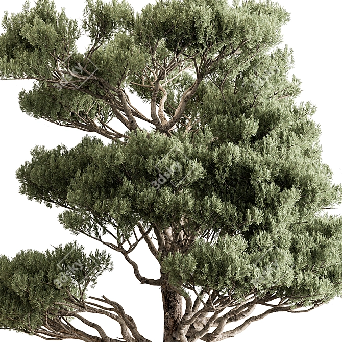 Cypress Tree - Outdoor Greenery 3D model image 2