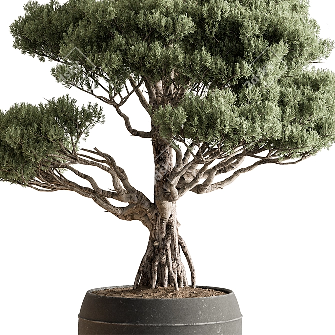 Cypress Tree - Outdoor Greenery 3D model image 3