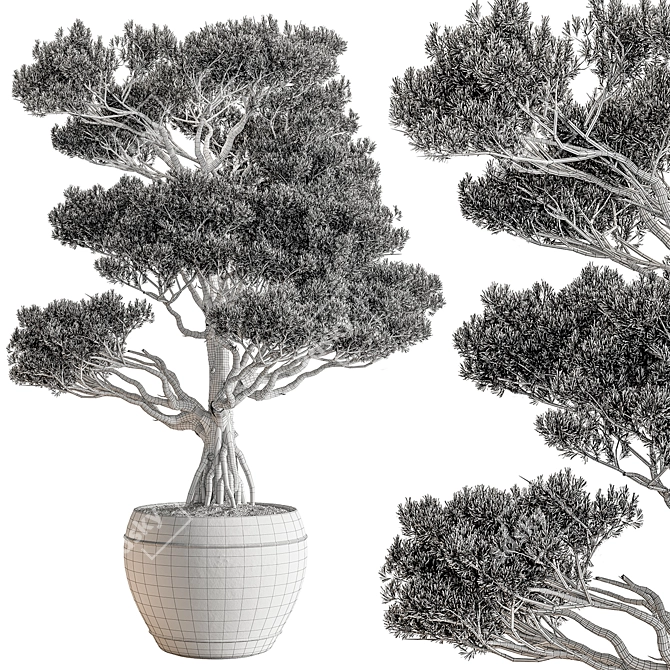 Cypress Tree - Outdoor Greenery 3D model image 4