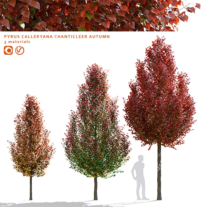 Chanticlee Autumn Pear Tree Collection 3D model image 1