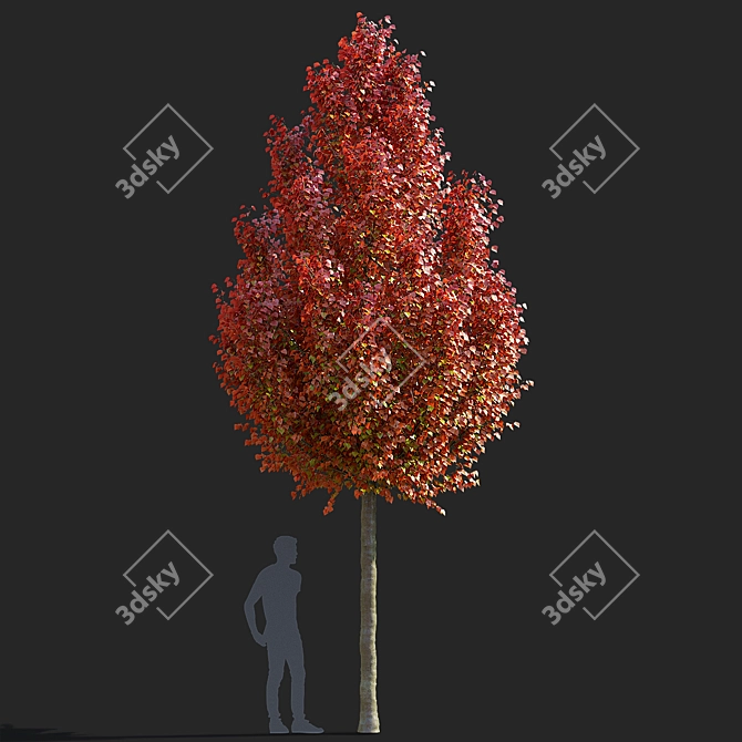 Chanticlee Autumn Pear Tree Collection 3D model image 6