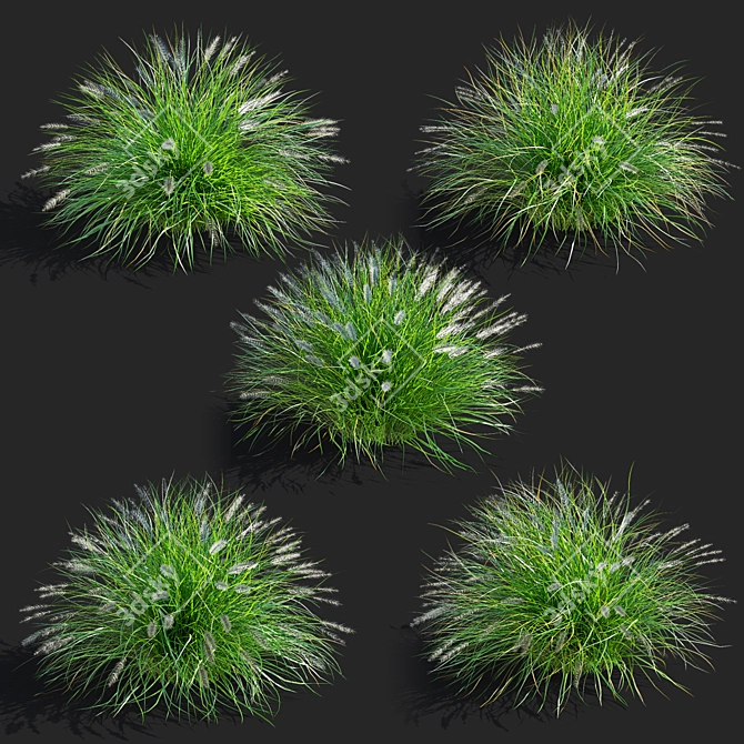 Compact Decorative Ornamental Grasses 3D model image 2