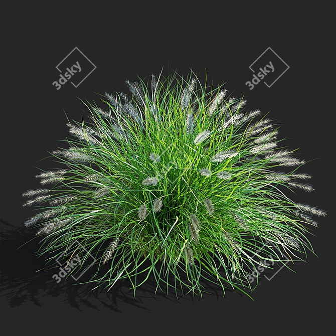 Compact Decorative Ornamental Grasses 3D model image 4