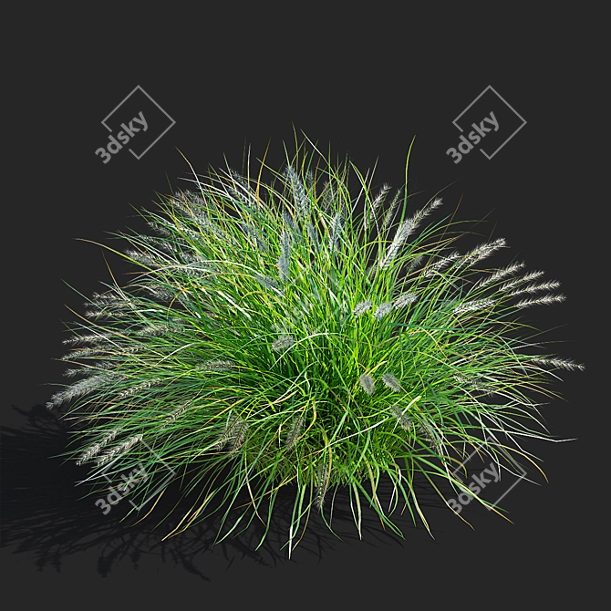 Compact Decorative Ornamental Grasses 3D model image 5