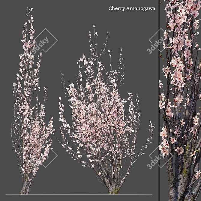 Prunus Amanogawa Flagpole Cherry 3D model image 1