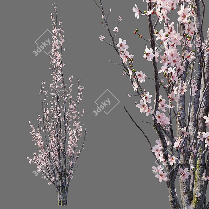 Prunus Amanogawa Flagpole Cherry 3D model image 3