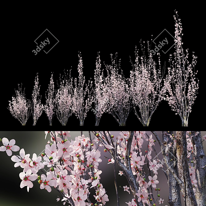 Prunus Amanogawa Flagpole Cherry 3D model image 4