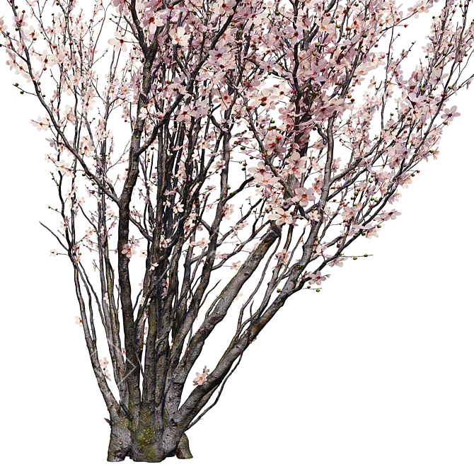 Prunus Amanogawa Flagpole Cherry 3D model image 5