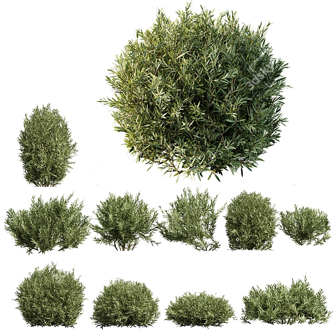 Versatile Montra Olive Bush 3D 3D model image 1