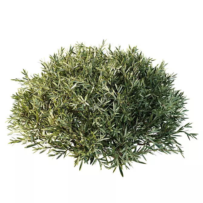 Versatile Montra Olive Bush 3D 3D model image 2