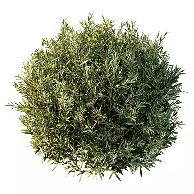 Versatile Montra Olive Bush 3D 3D model image 4