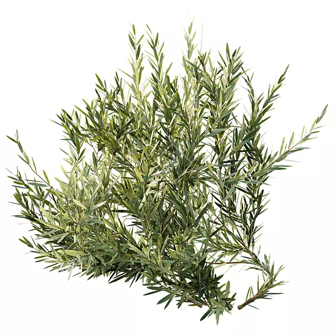 Versatile Montra Olive Bush 3D 3D model image 5