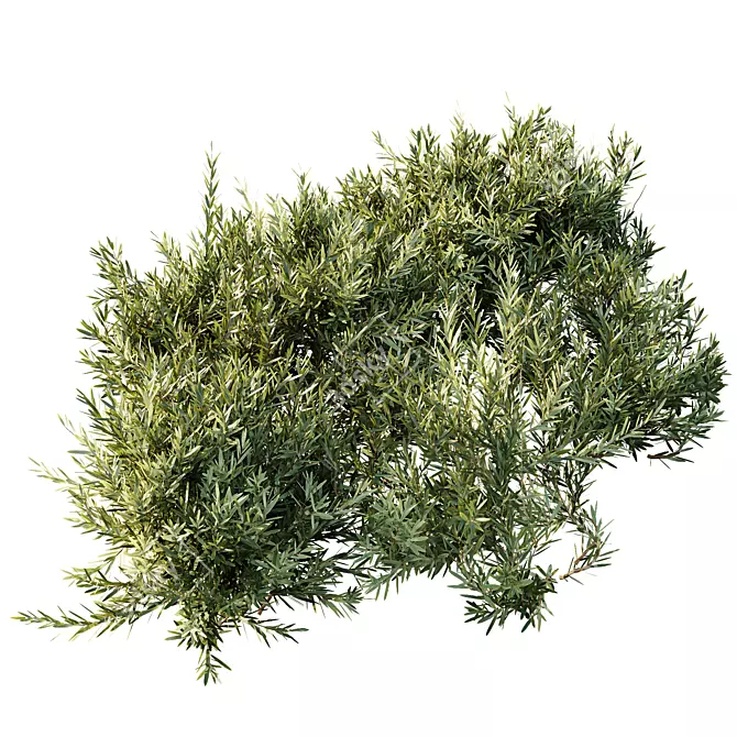 Versatile Montra Olive Bush 3D 3D model image 6