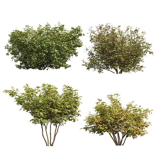 Cornus Sanguinea 3D Models Collection 3D model image 1