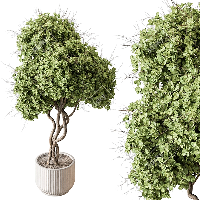 Title: Sea Randa Indoor Plant 3D model image 2