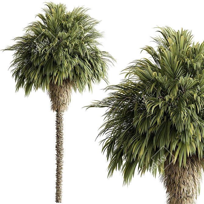 Exotic Windmill Palm Tree Set 3D model image 1