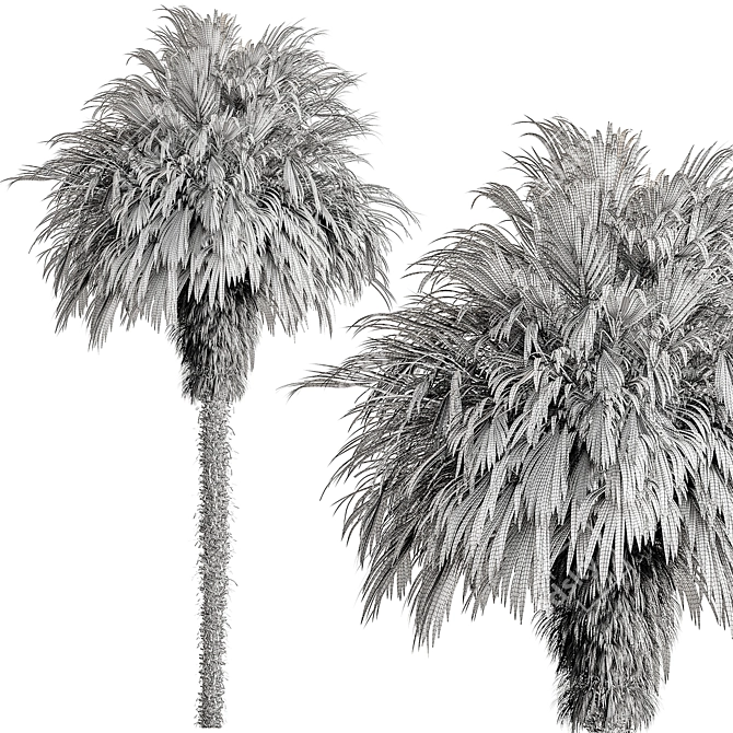 Exotic Windmill Palm Tree Set 3D model image 3