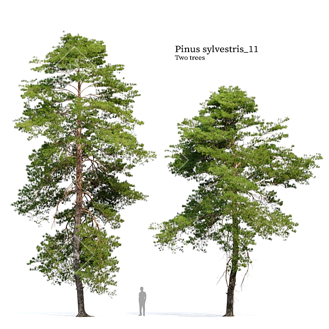 Scots Pine VR Model Kit 3D model image 1