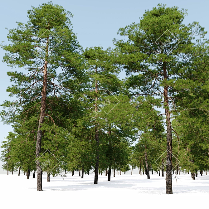 Scots Pine VR Model Kit 3D model image 5