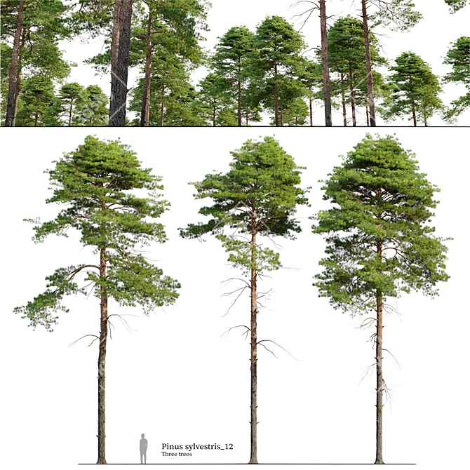 Scots Pine 3D Model Library 3D model image 1