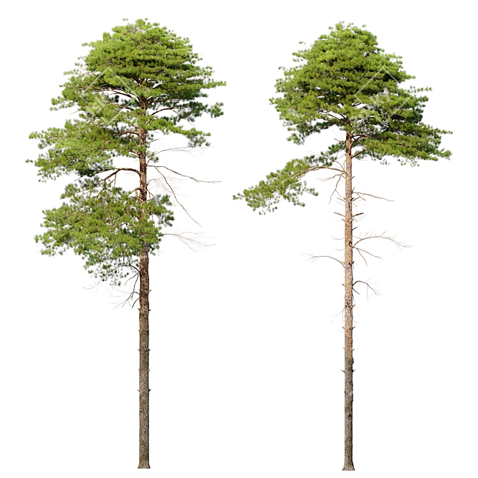 Scots Pine 3D Model Library 3D model image 3