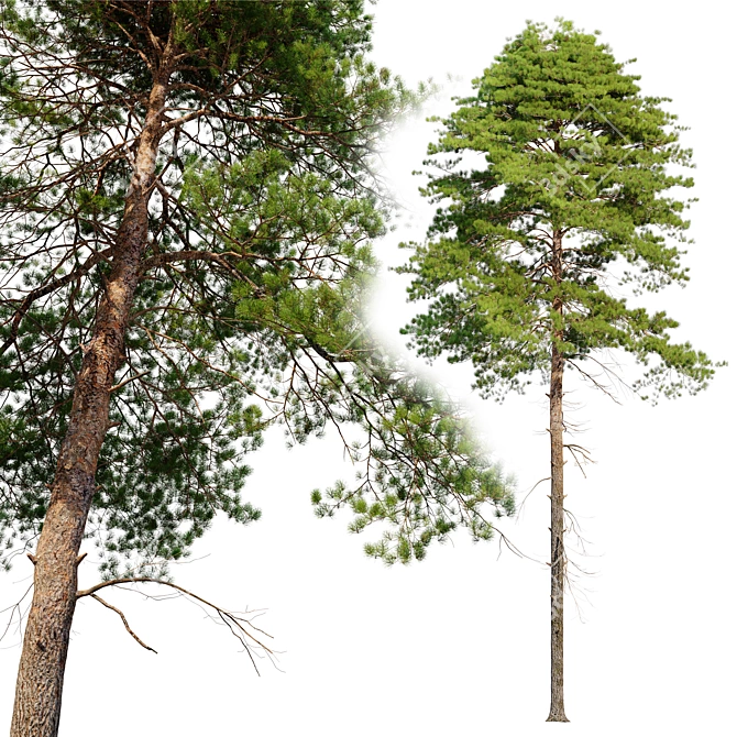 Scots Pine 3D Model Library 3D model image 4