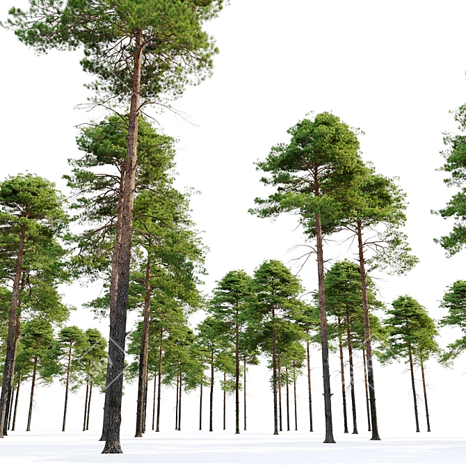 Scots Pine 3D Model Library 3D model image 6