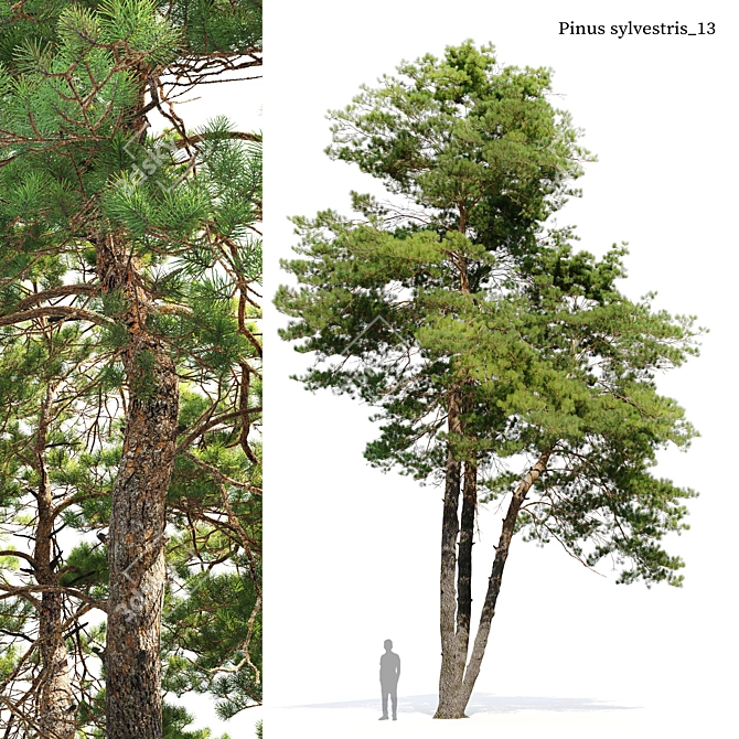 Scots Pine Tree 3D Model 3D model image 1