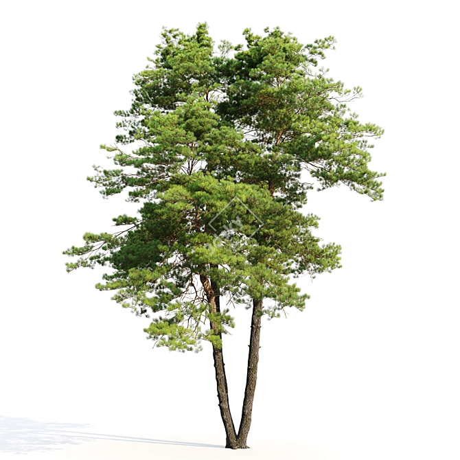 Scots Pine Tree 3D Model 3D model image 2