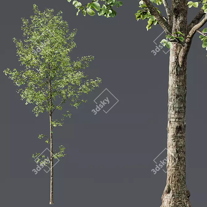 Forest Tree 3D Model Bundle 3D model image 2