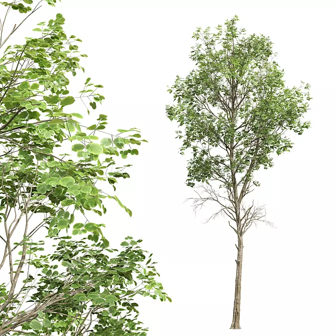 Forest Tree 3D Model Bundle 3D model image 4