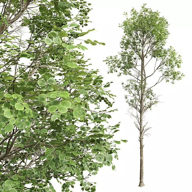 Forest Tree 3D Model Bundle 3D model image 5