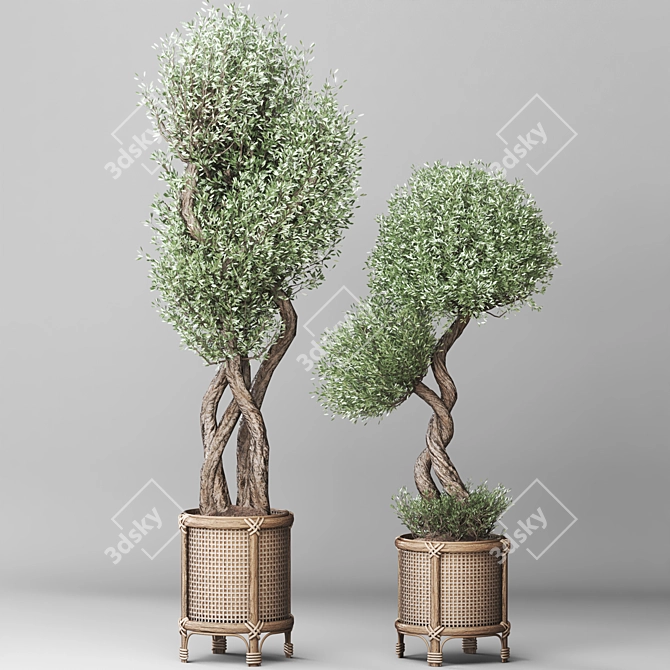 Nature-inspired Indoor Olive Tree Set 3D model image 2