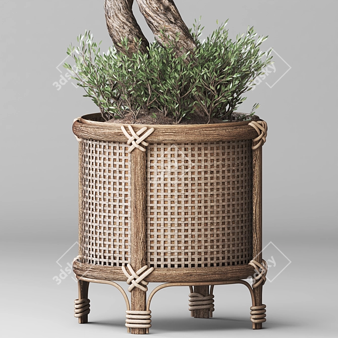 Nature-inspired Indoor Olive Tree Set 3D model image 3