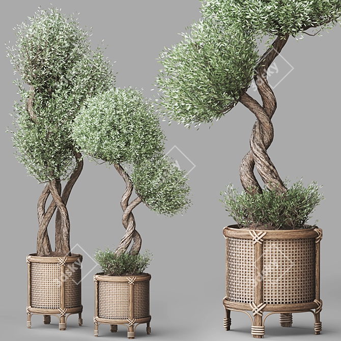 Nature-inspired Indoor Olive Tree Set 3D model image 4