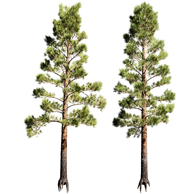  Tall Pinus 7 Tree Model 3D model image 1