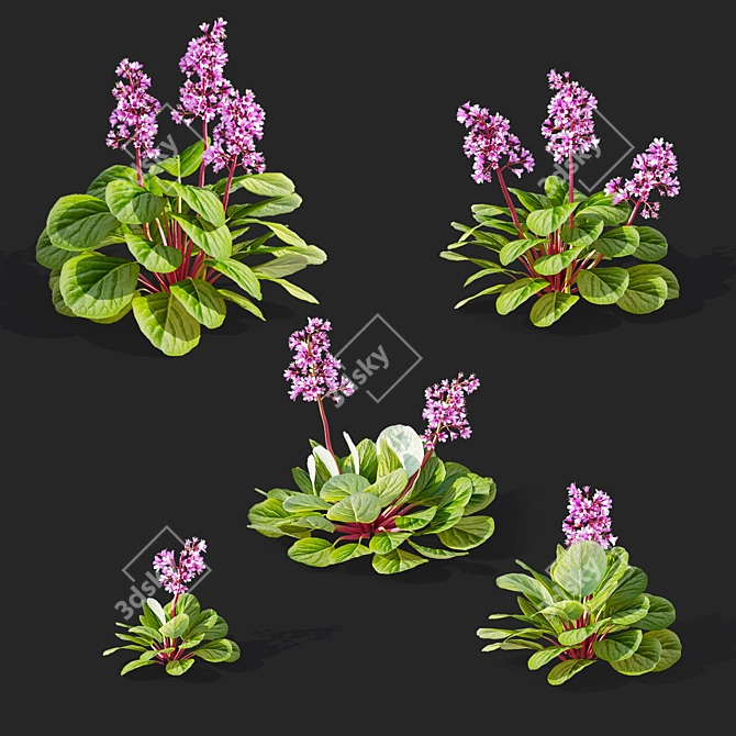 Heartleaf Bergenia Flower Bundle 3D model image 2