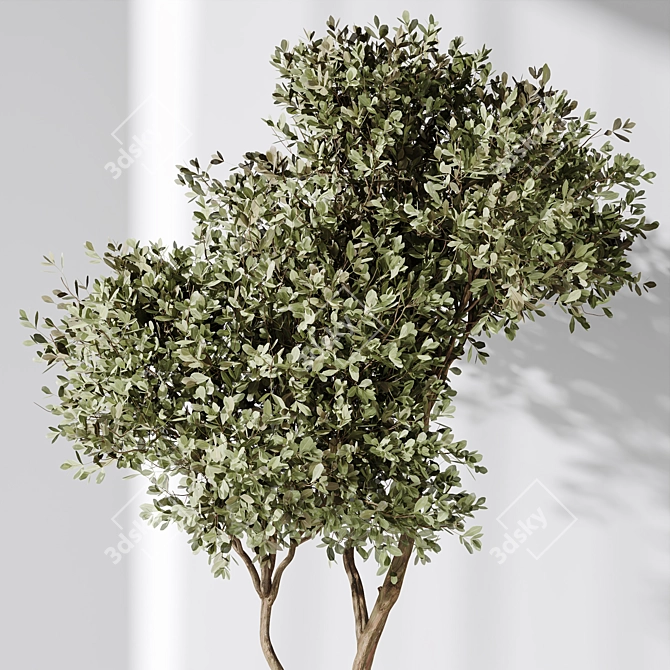 Mission Olive Tree Vase Set 3D model image 6